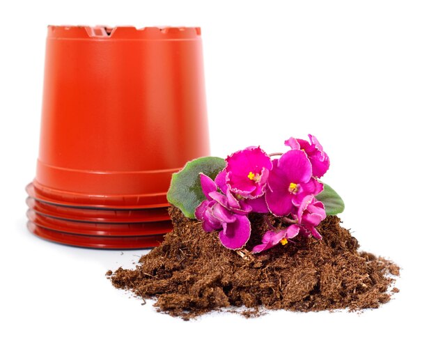 Begonia jaki nawóz sprawdzi się do domowych upraw?