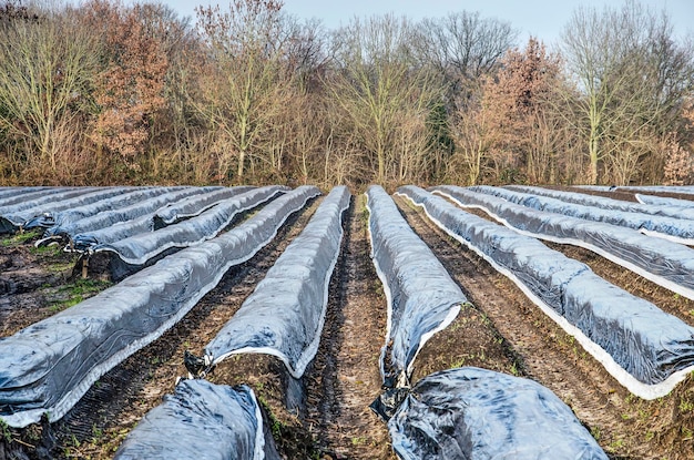 Folia czy agrowłóknina – co lepiej sprawdzi się w ogrodzie?