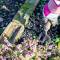 Jak założyć skalniak w ogrodzie i cieszyć się naturalnym urokiem rabaty?