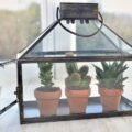 Jak zrobić ogródek w szkle i cieszyć się zielenią przez cały rok?
