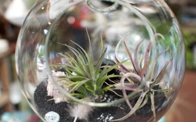 Jakie rośliny do szklanej kuli sprawdzą się w domowych warunkach?